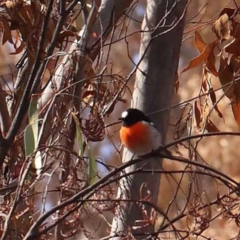 Petroica boodang (Scarlet Robin) at Bruce, ACT - 28 Jul 2024 by ConBoekel