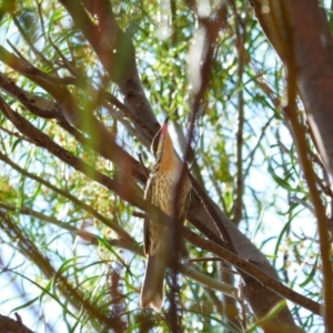 Acanthagenys rufogularis at Bowhill, SA - 20 Mar 2021 02:10 PM