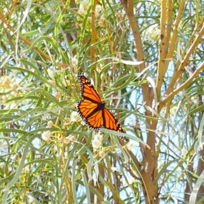 Unidentified Butterfly (Lepidoptera, Rhopalocera) at Bowhill, SA - 20 Mar 2021 by MB