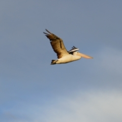 Pelecanus conspicillatus (Australian Pelican) at Wellington, SA - 26 Mar 2021 by MB