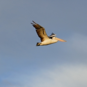 Pelecanus conspicillatus at Wellington, SA - 26 Mar 2021