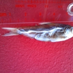 Unverified Fish at Narrung, SA - 26 Mar 2021 by MB