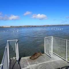Otariidae (family) (Eared Seals) at Narrung, SA - 29 Mar 2021 by MB