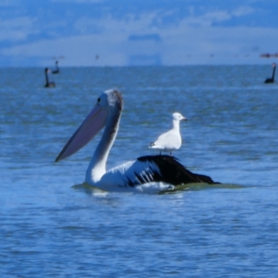 Chroicocephalus novaehollandiae (Silver Gull) at Narrung, SA - 29 Mar 2021 by MB