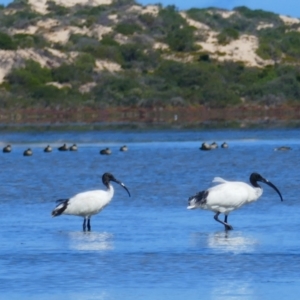 Threskiornis molucca at Narrung, SA - 29 Mar 2021