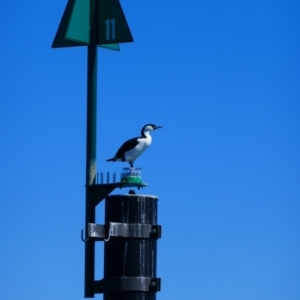 Phalacrocorax fuscescens at Coorong, SA - 29 Mar 2021