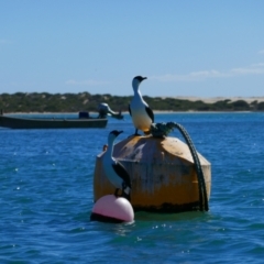 Phalacrocorax fuscescens (Black-faced Cormorant) at Coorong, SA - 29 Mar 2021 by MB