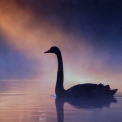 Cygnus atratus (Black Swan) at Fyshwick, ACT - 19 Apr 2021 by MB