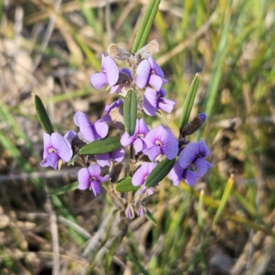 Hovea heterophylla (Common Hovea) at Hawker, ACT - 13 Jul 2024 by sangio7