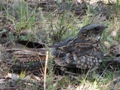 Eurostopodus argus (Spotted Nightjar) at Throsby, ACT - 18 Sep 2011 by DPRees125