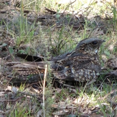 Eurostopodus argus (Spotted Nightjar) at Throsby, ACT - 18 Sep 2011 by DPRees125