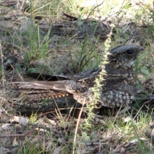 Eurostopodus argus at Throsby, ACT - 18 Sep 2011