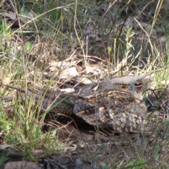 Eurostopodus argus at Throsby, ACT - 18 Sep 2011