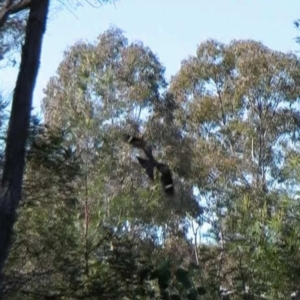 Eurostopodus argus at Throsby, ACT - 18 Sep 2011