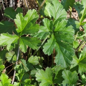 Erodium crinitum at Hawker, ACT - 13 Jul 2024 02:45 PM