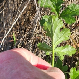 Erodium crinitum at Hawker, ACT - 13 Jul 2024 02:45 PM