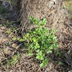 Erodium crinitum at Hawker, ACT - 13 Jul 2024 02:45 PM