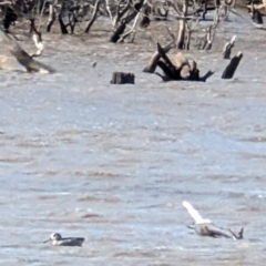 Malacorhynchus membranaceus (Pink-eared Duck) at Throsby, ACT - 28 Jul 2024 by mroseby