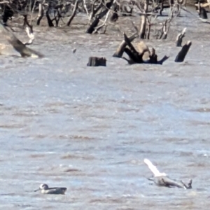 Malacorhynchus membranaceus at Throsby, ACT - 28 Jul 2024