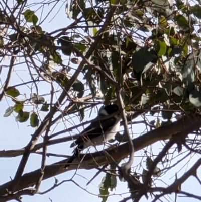 Cracticus torquatus (Grey Butcherbird) at Throsby, ACT - 28 Jul 2024 by mroseby