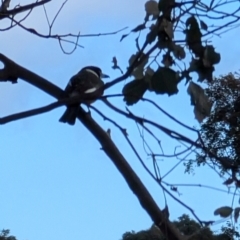 Cracticus torquatus at Throsby, ACT - 28 Jul 2024