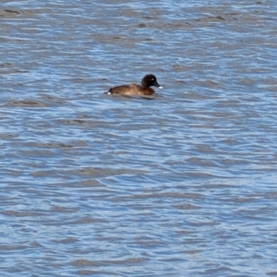 Aythya australis (Hardhead) at Throsby, ACT - 28 Jul 2024 by mroseby