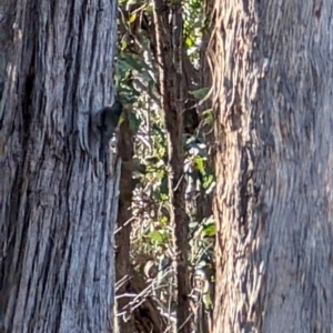 Cormobates leucophaea at Forde, ACT - 28 Jul 2024