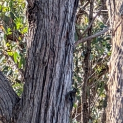 Cormobates leucophaea at Forde, ACT - 28 Jul 2024