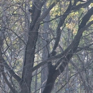 Nesoptilotis leucotis at Throsby, ACT - 28 Jul 2024