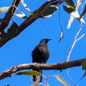 Corcorax melanorhamphos at Forde, ACT - 28 Jul 2024