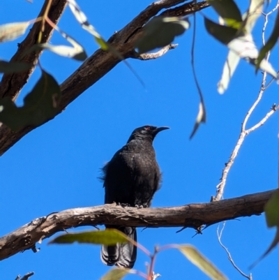 Corcorax melanorhamphos (White-winged Chough) at Forde, ACT - 28 Jul 2024 by mroseby