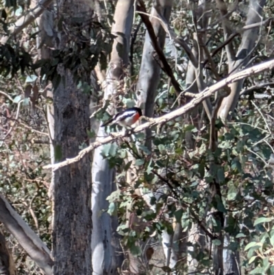 Petroica boodang (Scarlet Robin) at Forde, ACT - 28 Jul 2024 by mroseby