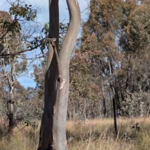 Rhipidura albiscapa at Bonner, ACT - 28 Jul 2024 12:53 PM