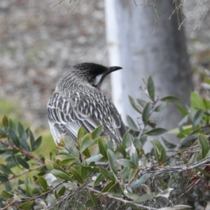 Anthochaera carunculata at Aranda, ACT - 28 Jul 2024