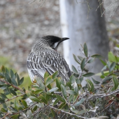 Anthochaera carunculata (Red Wattlebird) at Aranda, ACT - 28 Jul 2024 by KMcCue