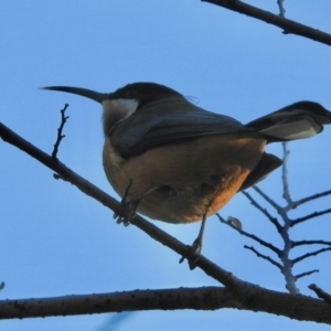 Acanthorhynchus tenuirostris at Aranda, ACT - 28 Jul 2024