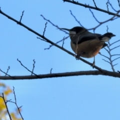 Acanthorhynchus tenuirostris at Aranda, ACT - 28 Jul 2024