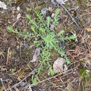 Leptorhynchos squamatus subsp. squamatus at Fraser, ACT - 23 Jul 2024