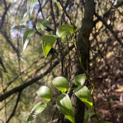 Asparagus asparagoides (Bridal Creeper, Florist's Smilax) at Watson, ACT - 28 Jul 2024 by SteveBorkowskis