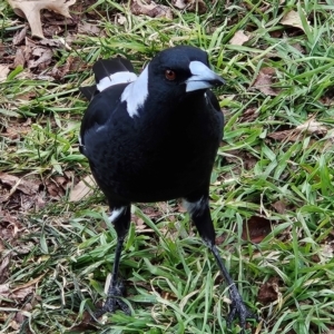 Gymnorhina tibicen at Braidwood, NSW - 28 Jul 2024