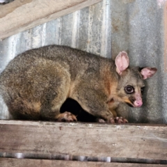 Trichosurus vulpecula at Braidwood, NSW - 28 Jul 2024 02:31 PM