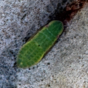 Stenocotini sp. (tribe) at Coal Point, NSW - 28 Jul 2024 02:50 PM