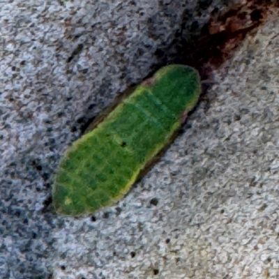 Stenocotini sp. (tribe) (A leafhopper) at Coal Point, NSW - 28 Jul 2024 by Hejor1