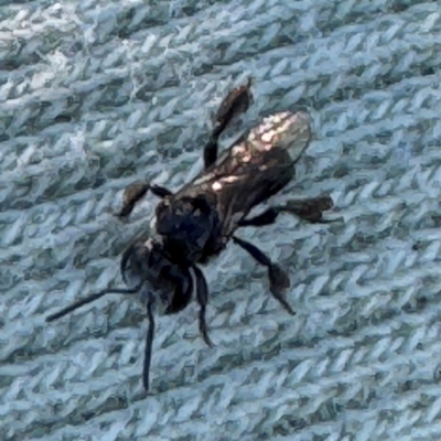 Tetragonula carbonaria at Teralba, NSW - 28 Jul 2024 by Hejor1