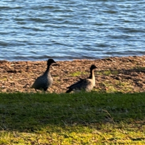 Chenonetta jubata at Speers Point, NSW - 28 Jul 2024 04:07 PM