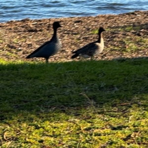 Chenonetta jubata at Speers Point, NSW - 28 Jul 2024 04:07 PM