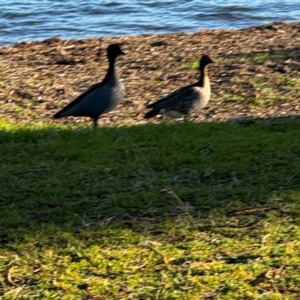 Chenonetta jubata at Speers Point, NSW - 28 Jul 2024