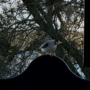 Manorina melanocephala at Speers Point, NSW - 28 Jul 2024 04:14 PM