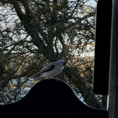 Manorina melanocephala at Speers Point, NSW - 28 Jul 2024 04:14 PM