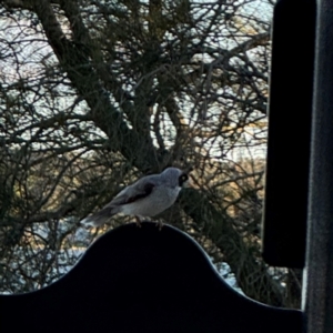 Manorina melanocephala at Speers Point, NSW - 28 Jul 2024 04:14 PM